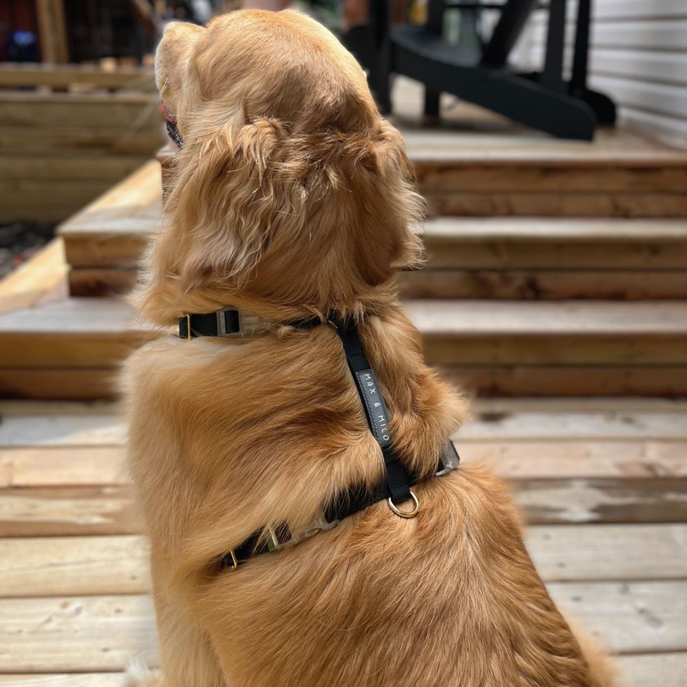 Everyday Harness - Image 2