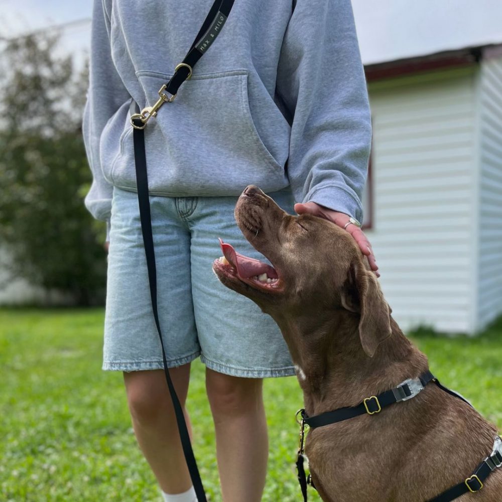 Everyday Harness Walk Set