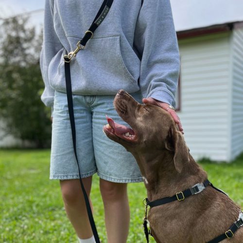 Everyday Harness Walk Set