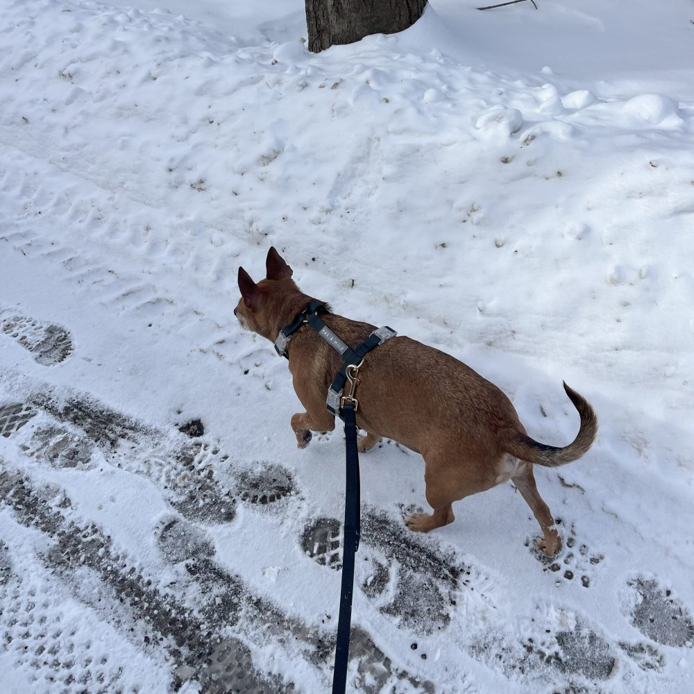 Everyday Hands-Free Leash - Image 4