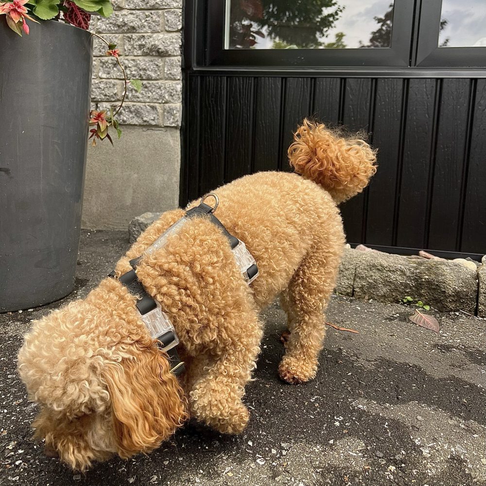 Everyday Harness - Image 5