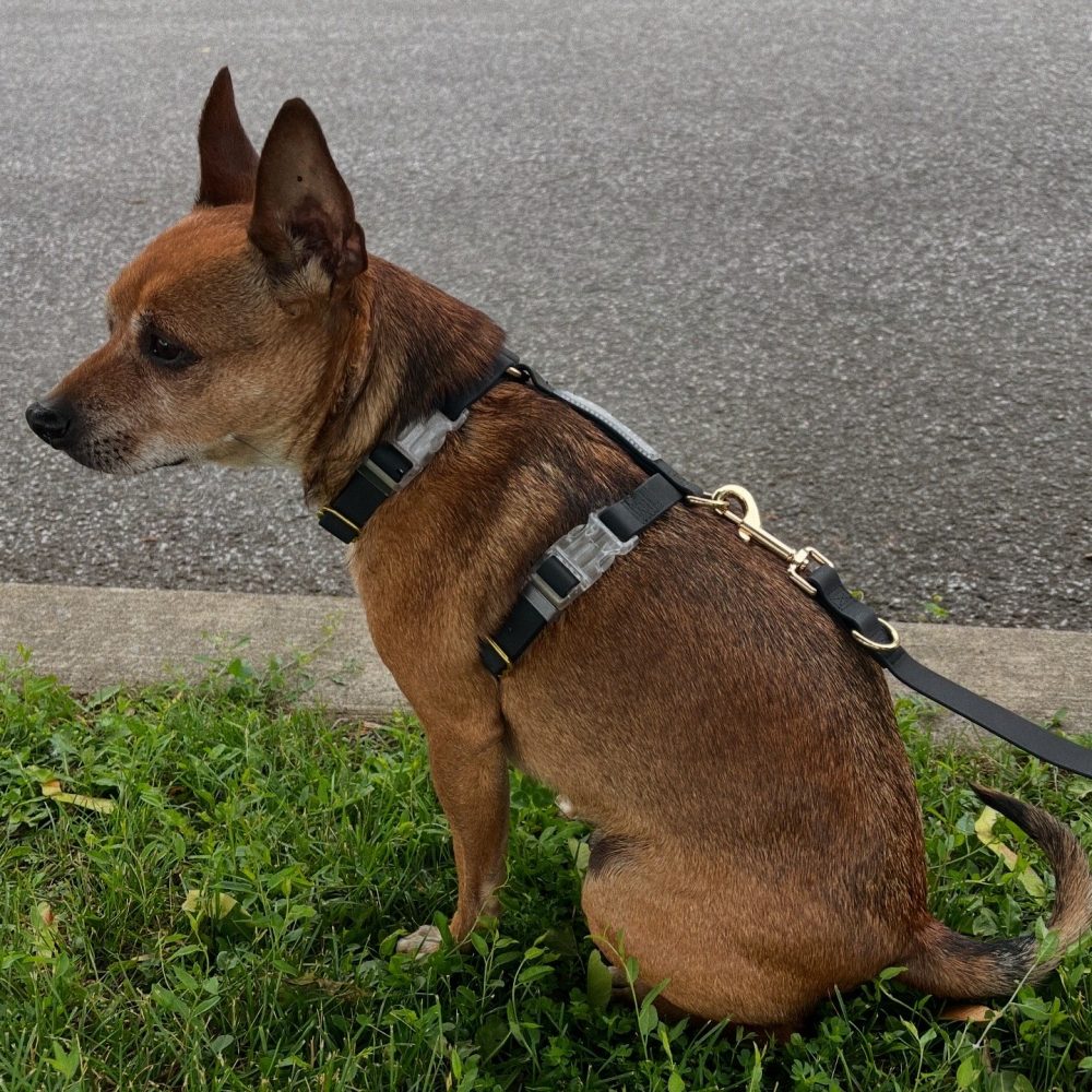 Everyday Harness Walk Set - Image 7