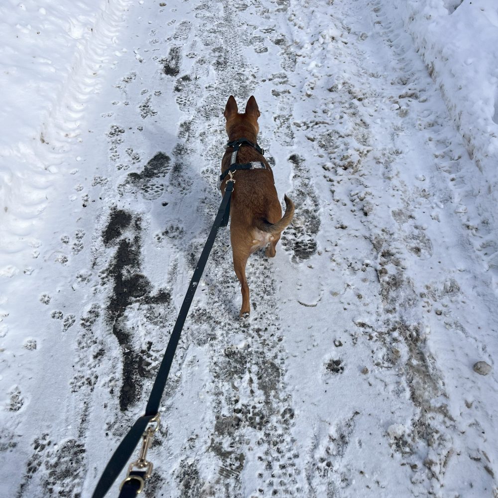 Everyday Harness Walk Set - Image 3