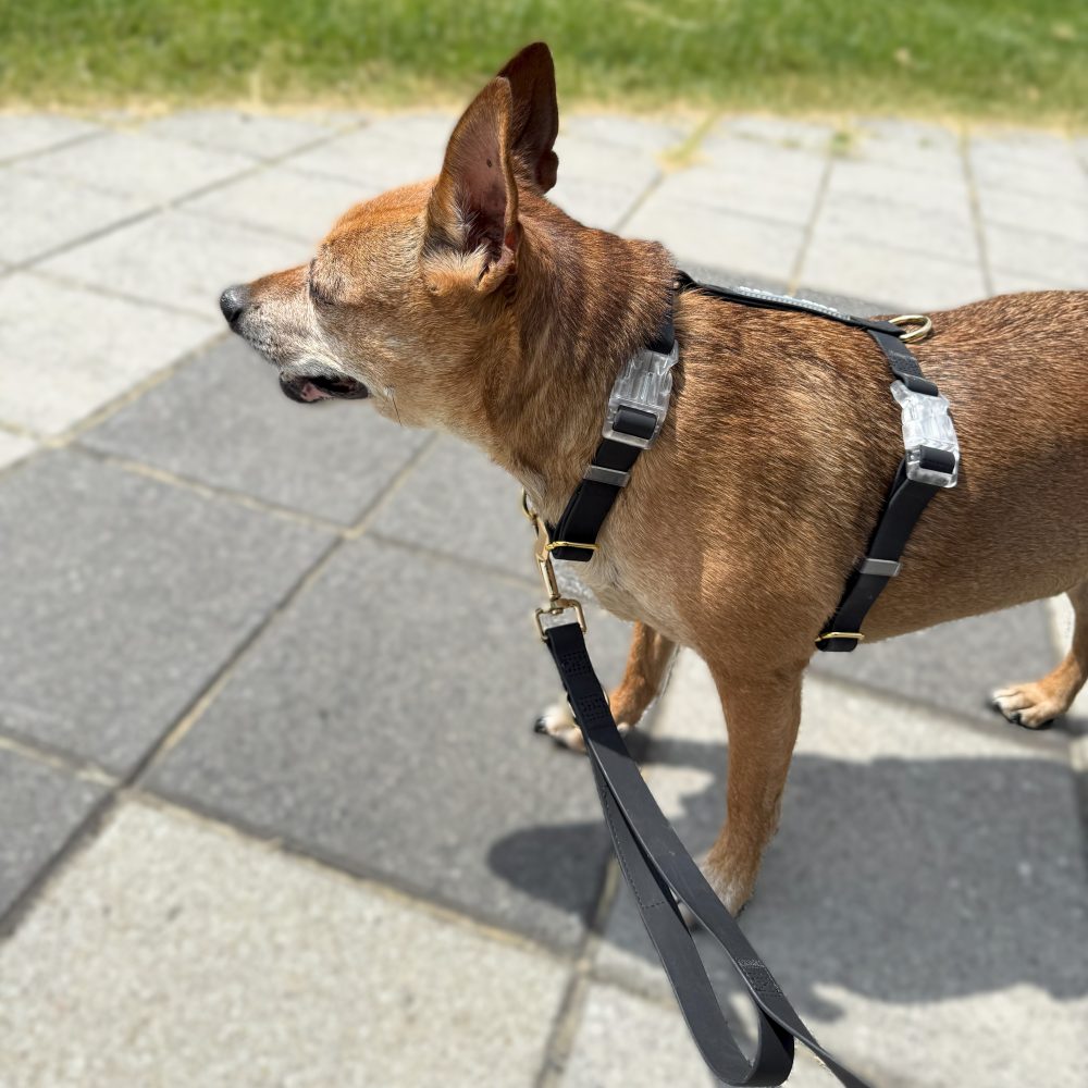Everyday Harness Walk Set - Image 9