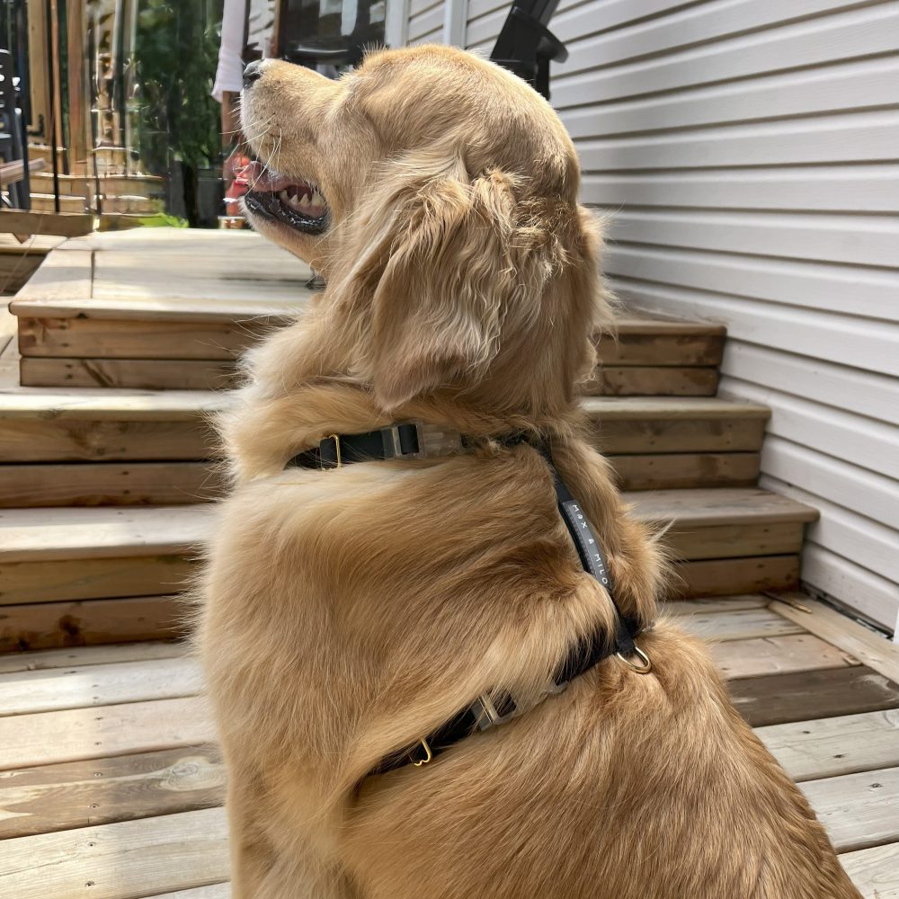 Everyday Harness Walk Set - Image 5