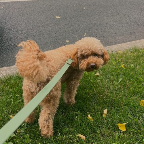 Everyday Collar Walk Bundle
