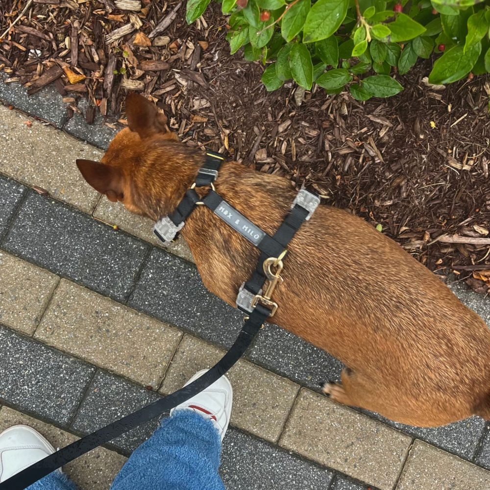 Everyday Harness Walk Set - Image 8