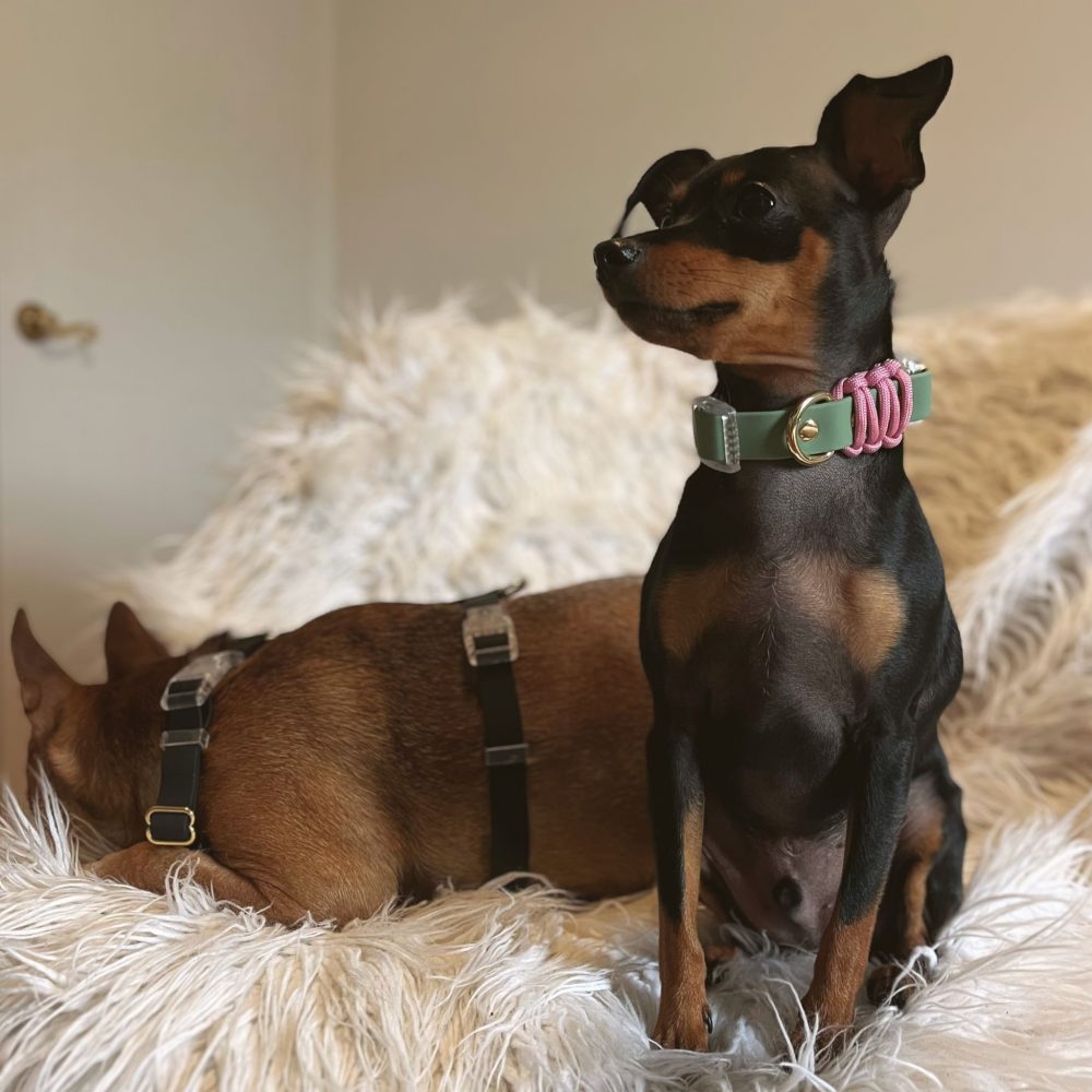 Everyday Dog Collar - Image 4