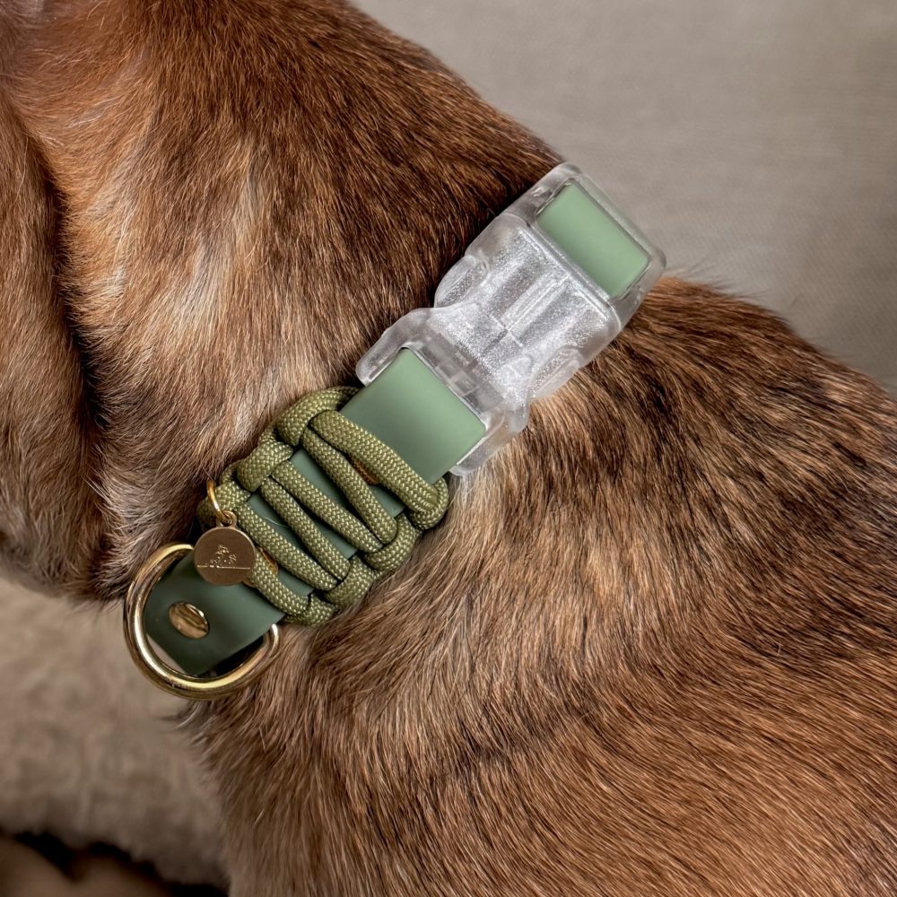 Everyday Dog Collar - Image 2