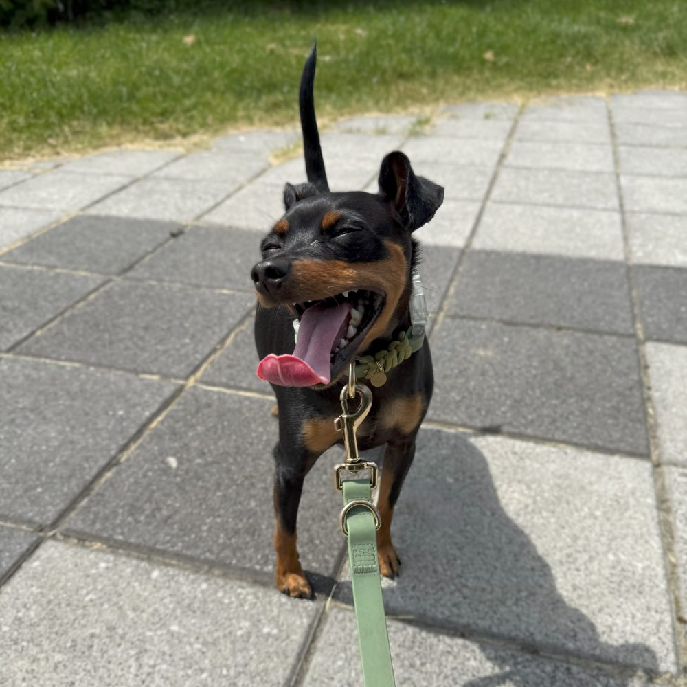 Everyday Collar Walk Bundle - Image 3