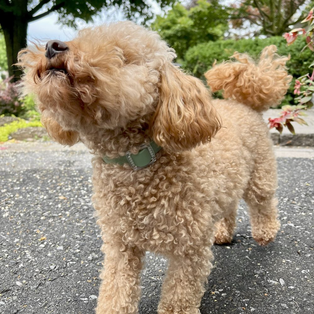 Everyday Dog Collar - Image 6
