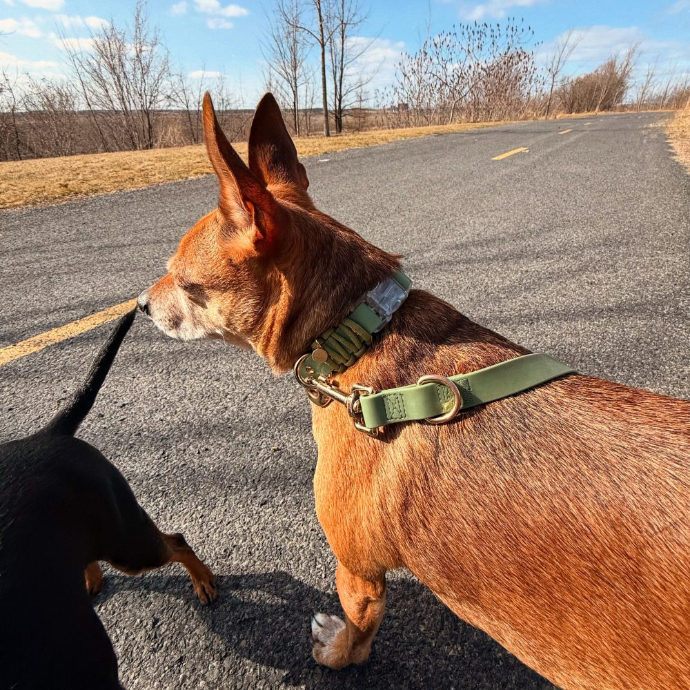Everyday Collar Walk Bundle - Image 7