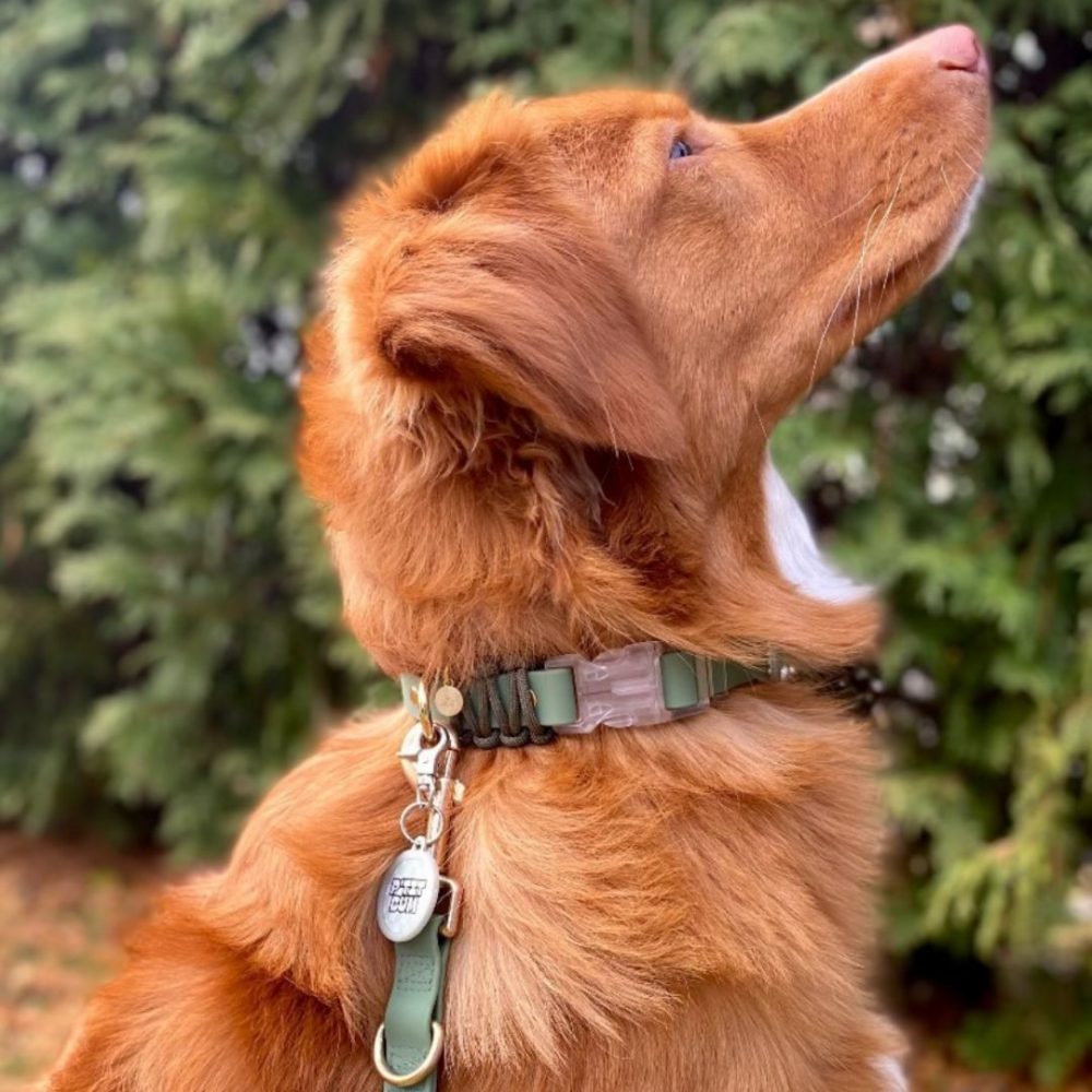 Everyday Dog Collar - Image 7