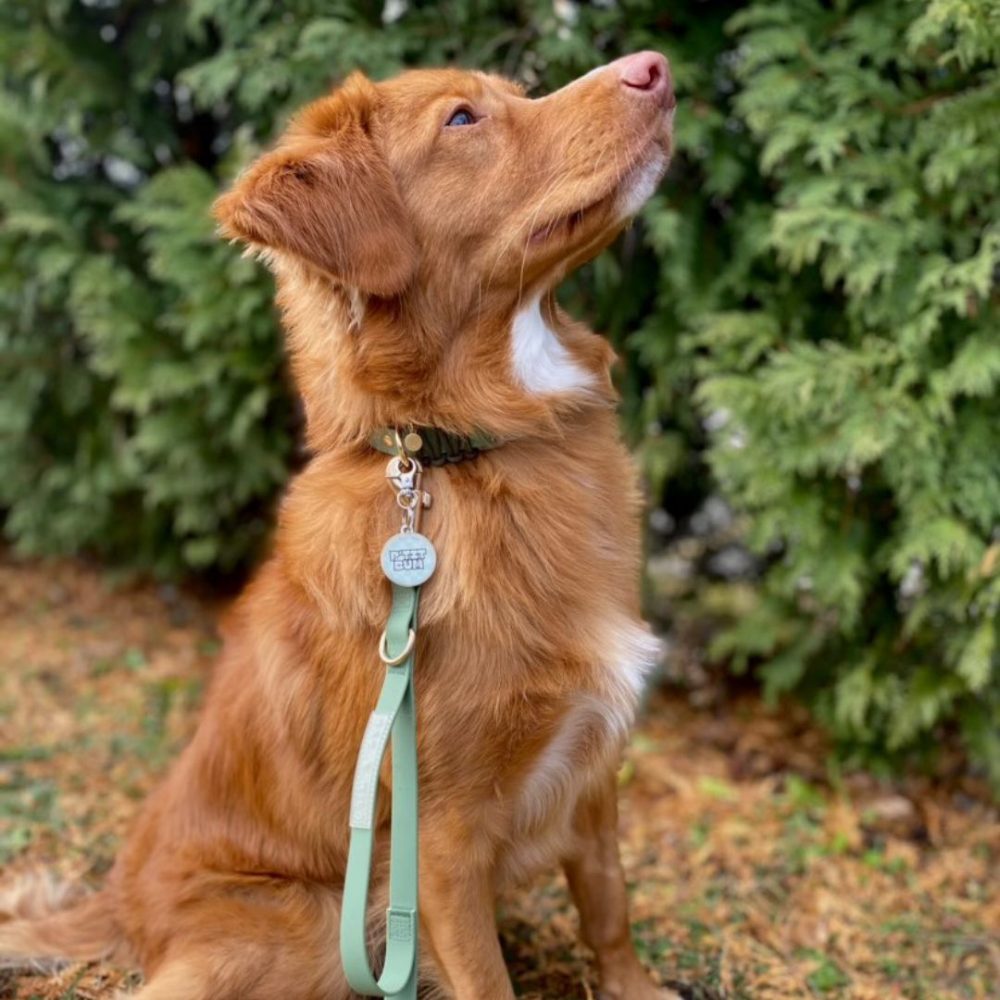 Everyday Collar Walk Bundle - Image 5