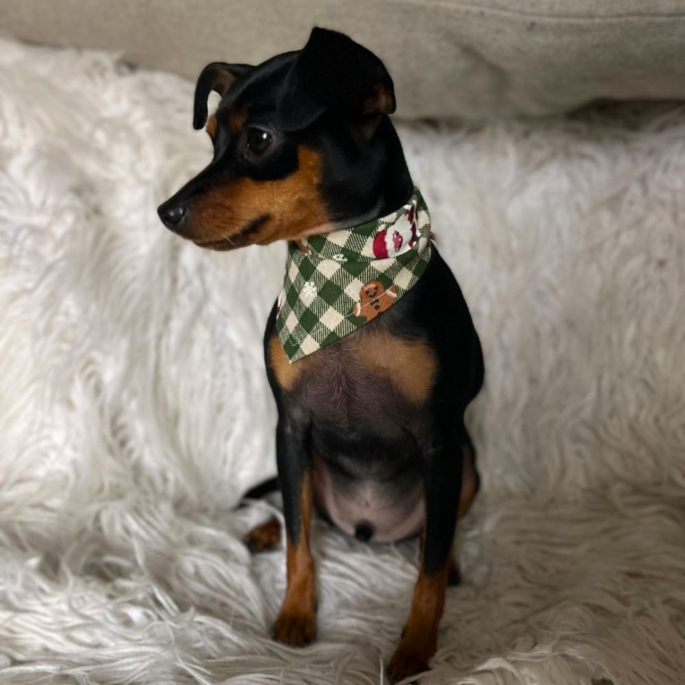 Holiday Dog Bandana - Image 5