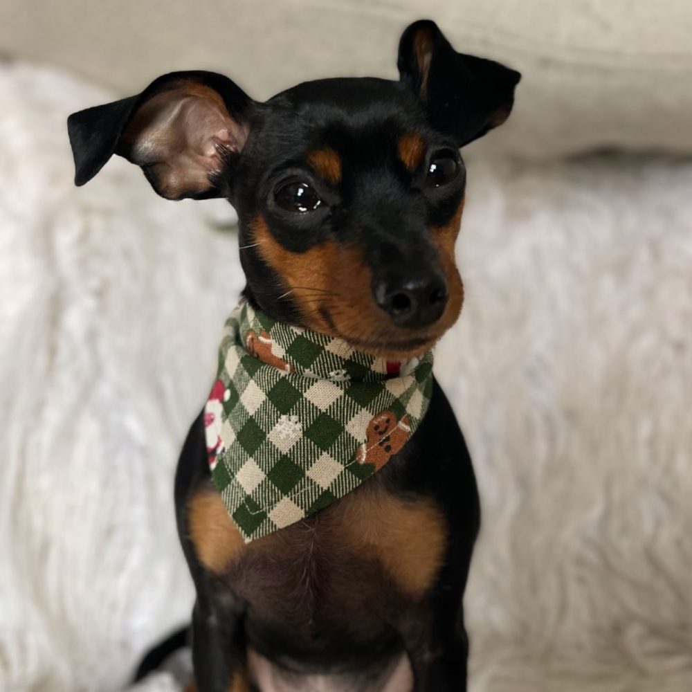 Holiday Dog Bandana - Image 2