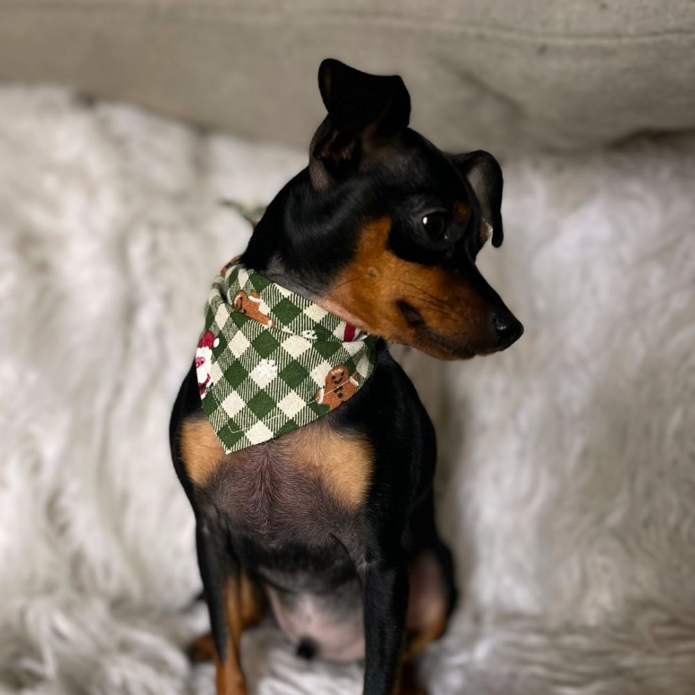 Holiday Dog Bandana - Image 6