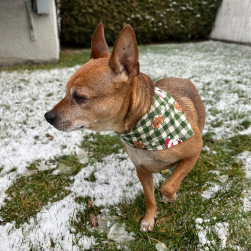 Holiday Dog Bandana