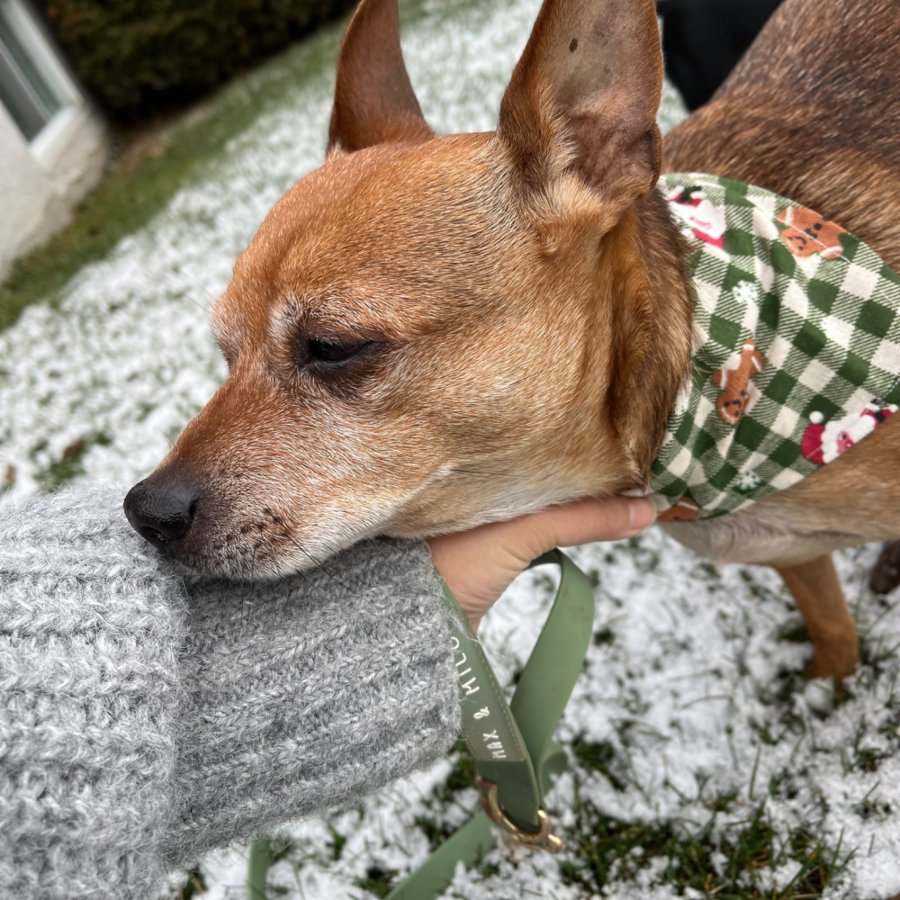 Holiday Dog Bandana - Image 4