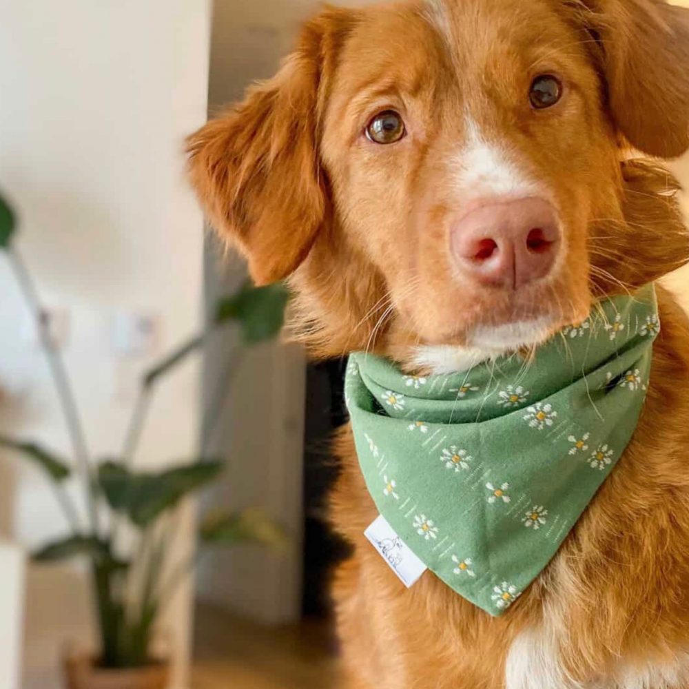 Forage Bloom | Reversible Bandana - Image 2